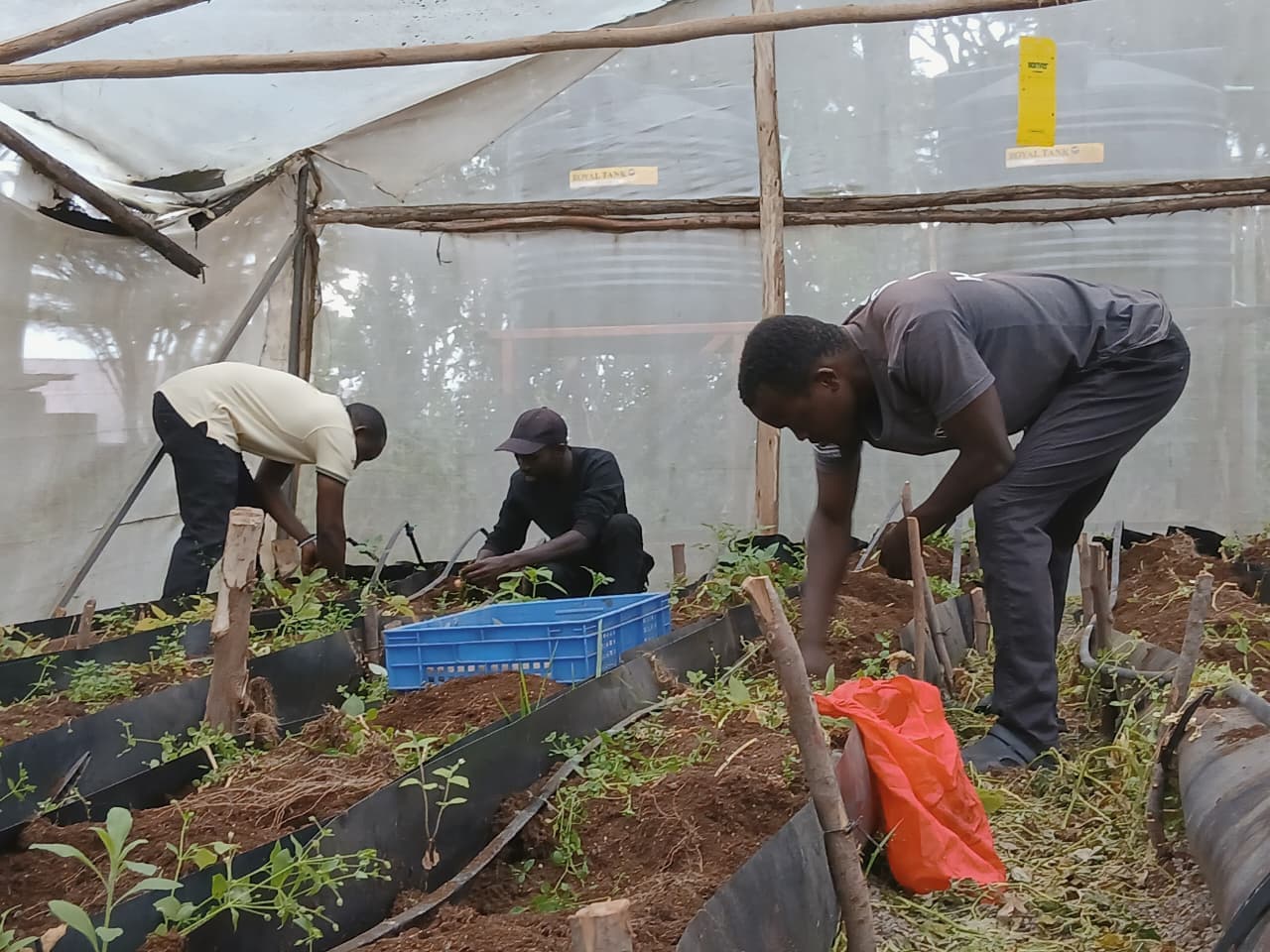 Youth in agriculture