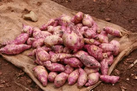 Sweet Potato Innovations
