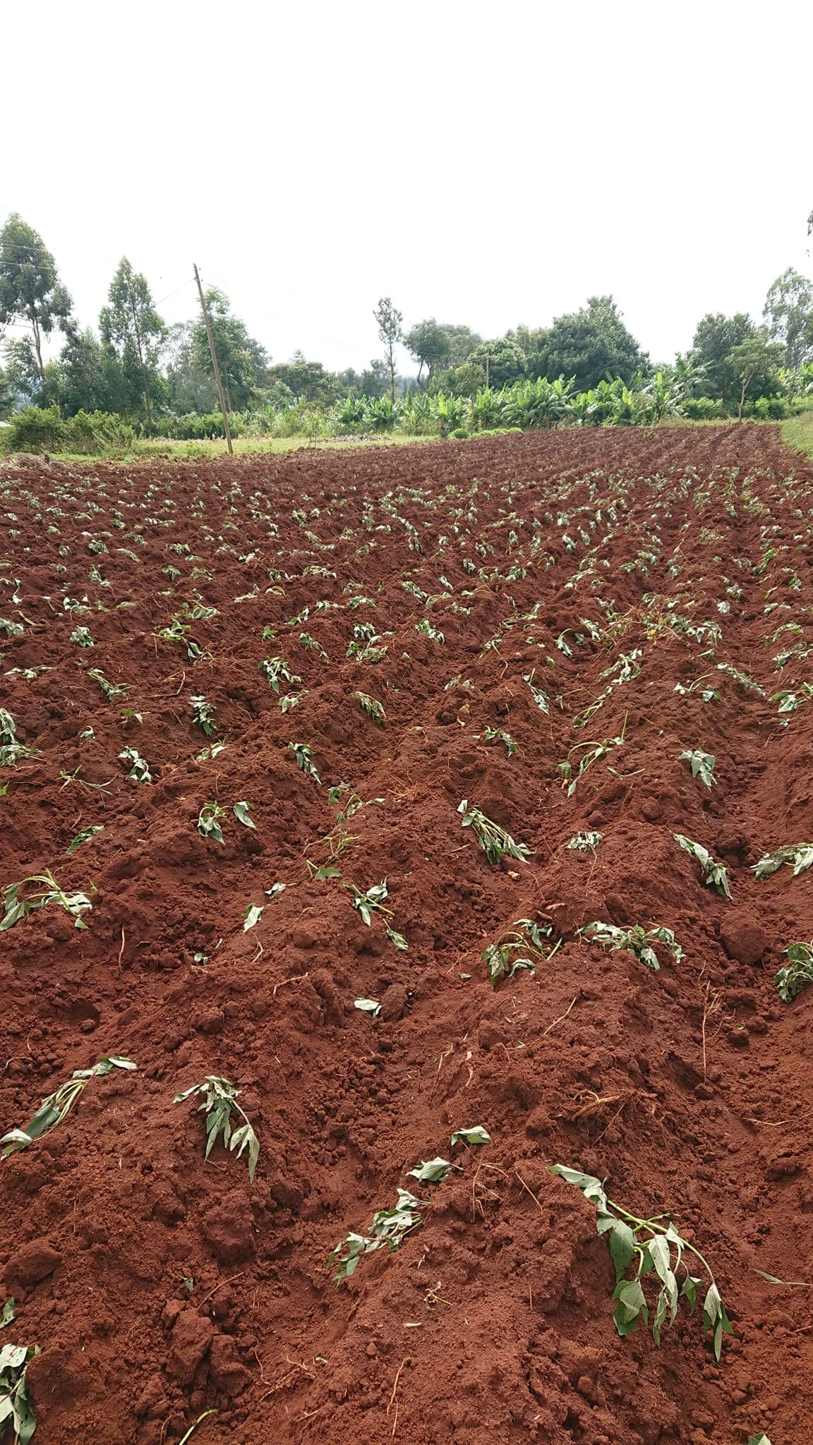 Sweet potato planting