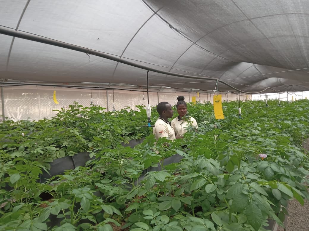 Hydroponic Seed Potato Systems