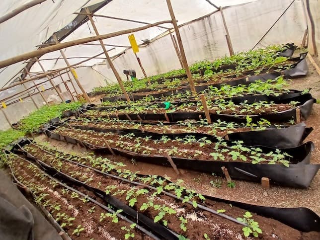 Seed Systems Development
