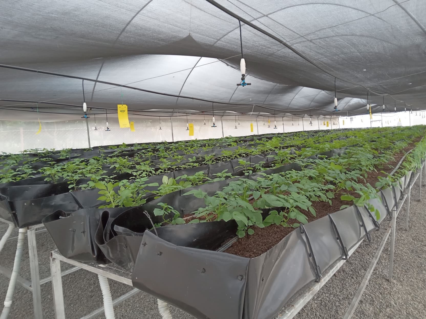 WKD greenhouse