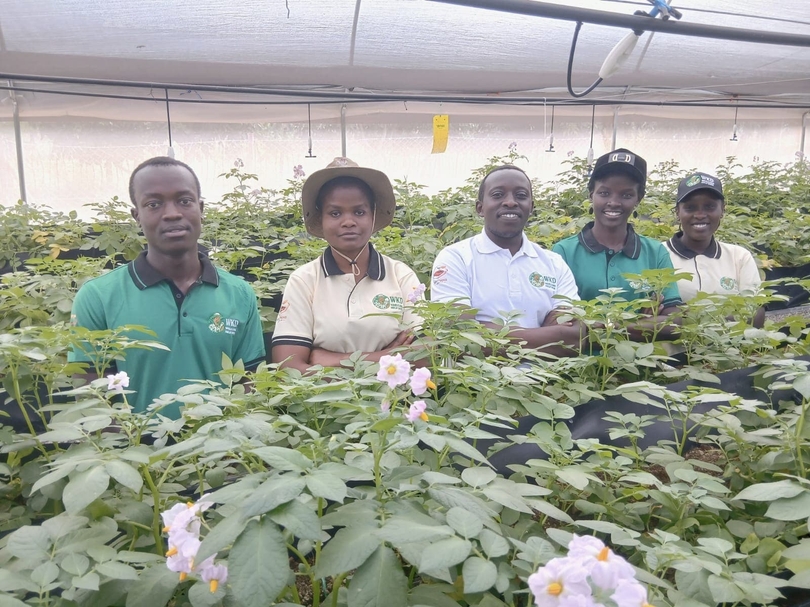 WKD greenhouse