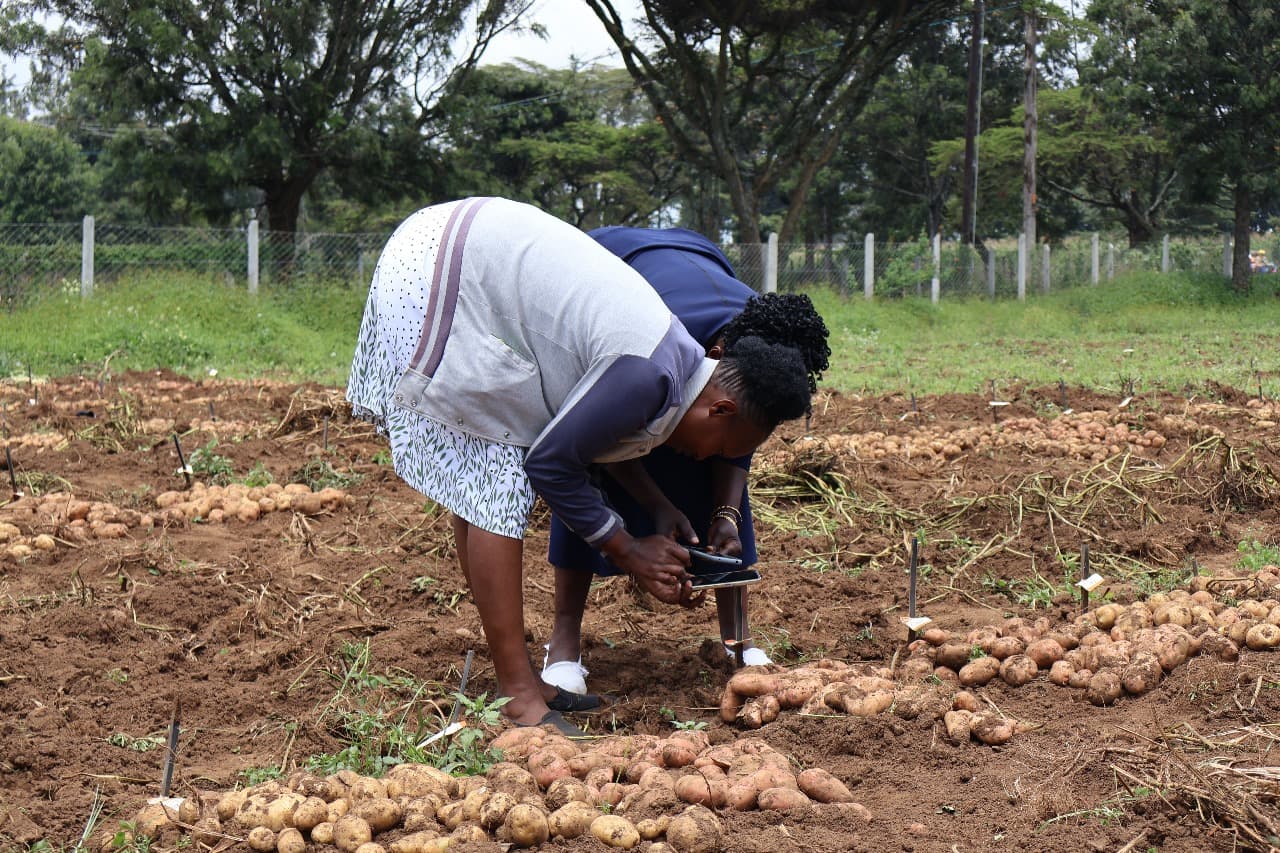 Climate-Smart Potato Farming: What Farmers Are Saying