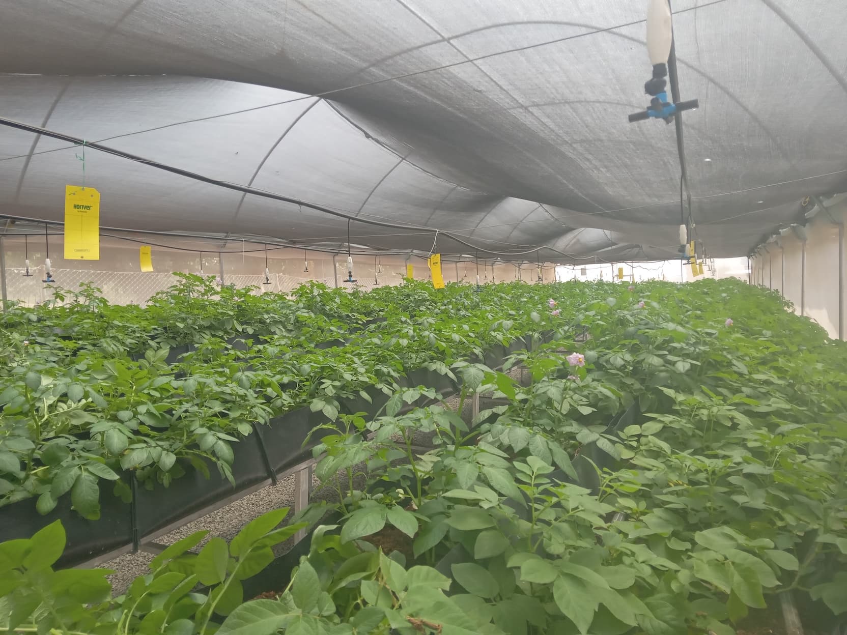 Hydroponics