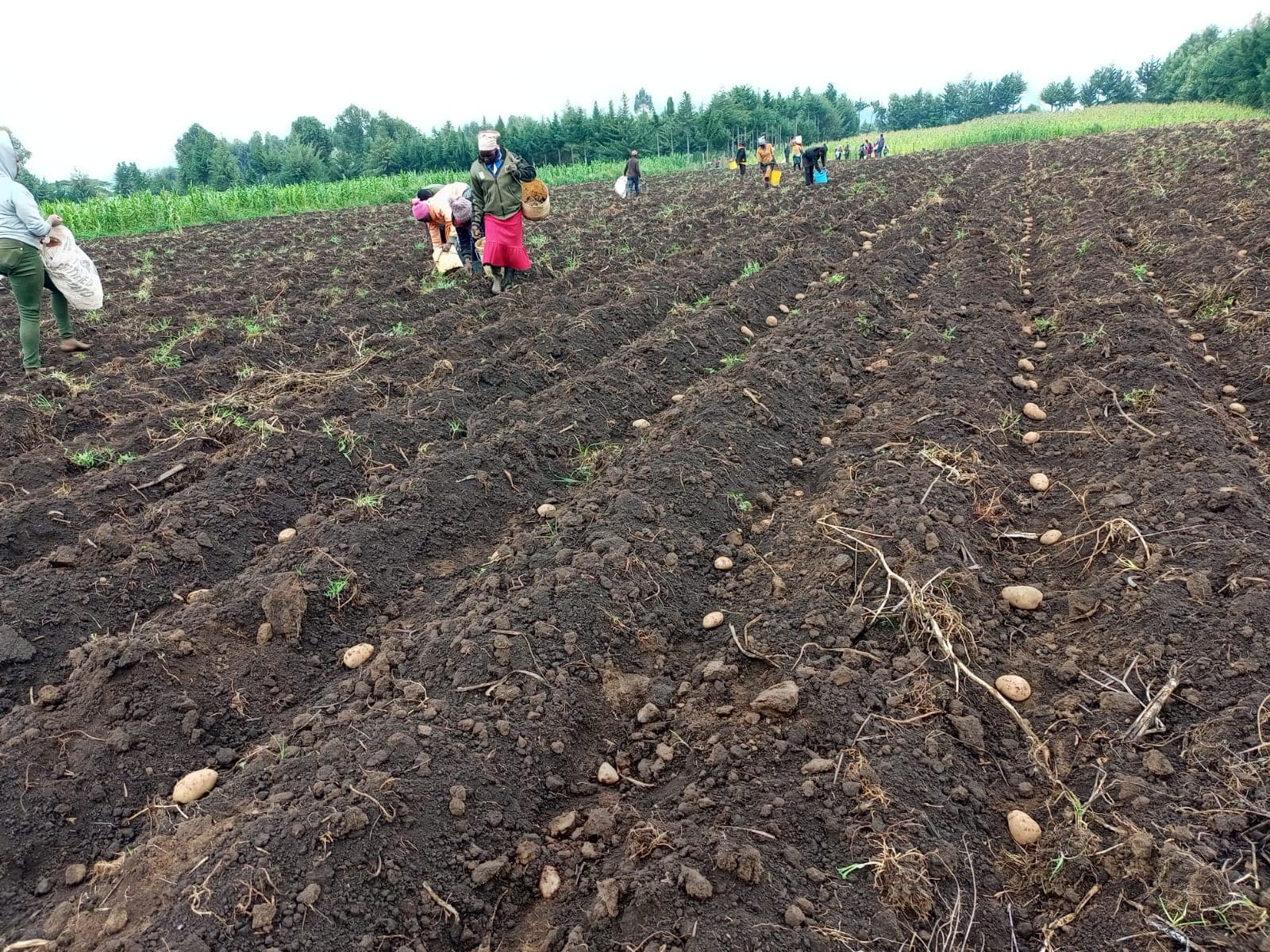 Seed Potato Systems