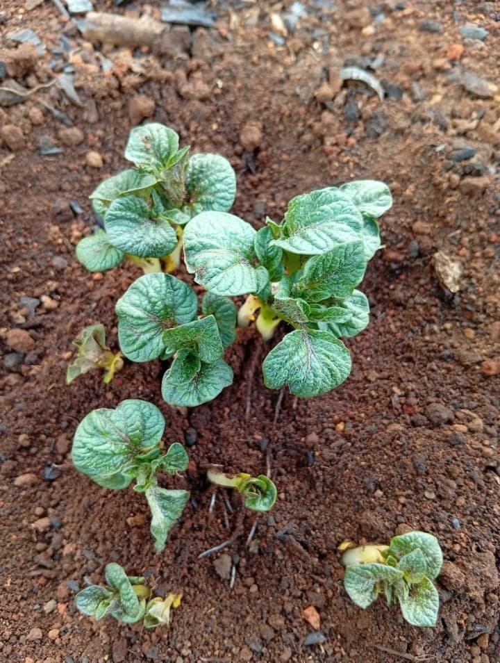 Sprouting tubers