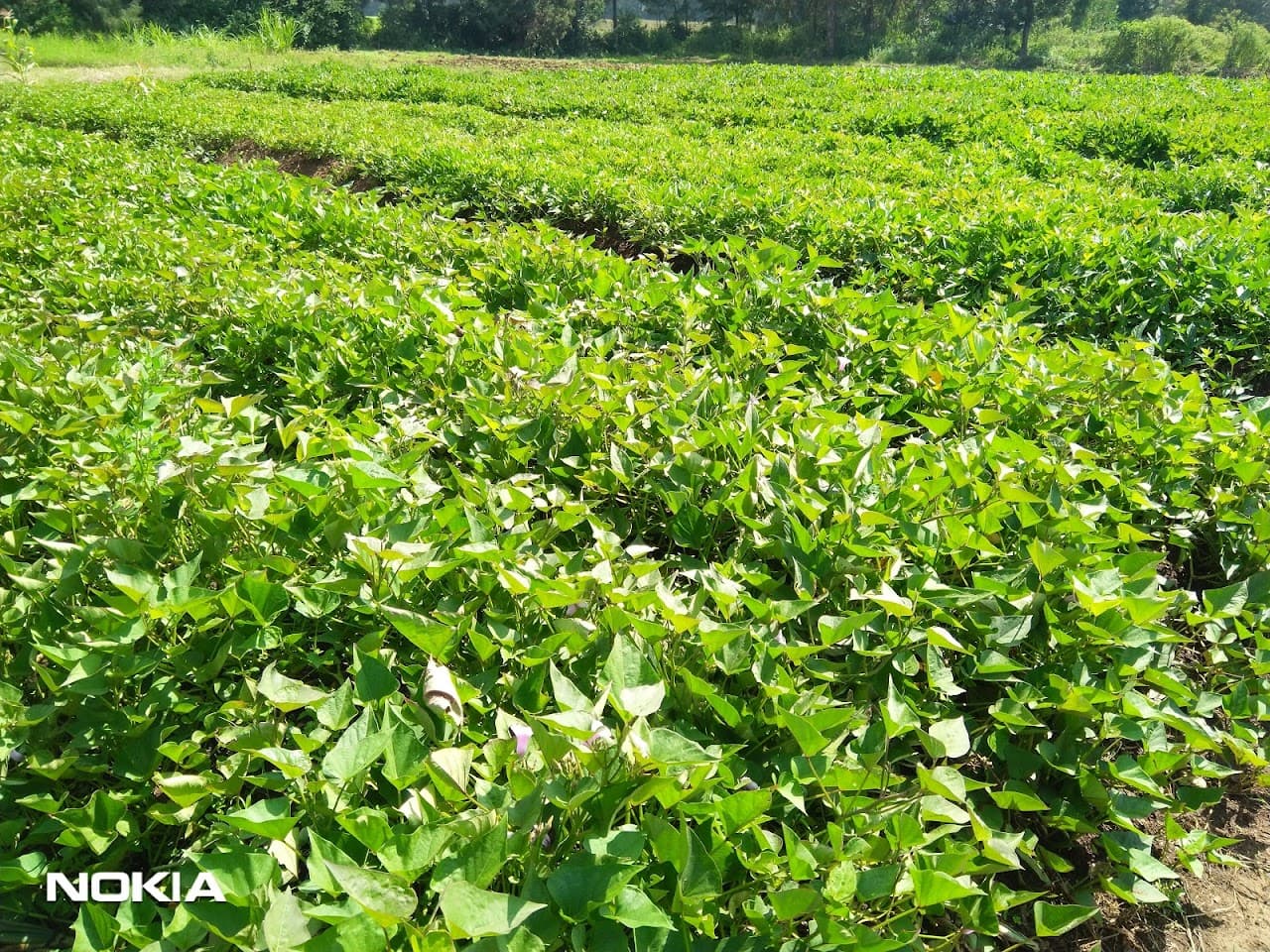 Farmer Participatory Research