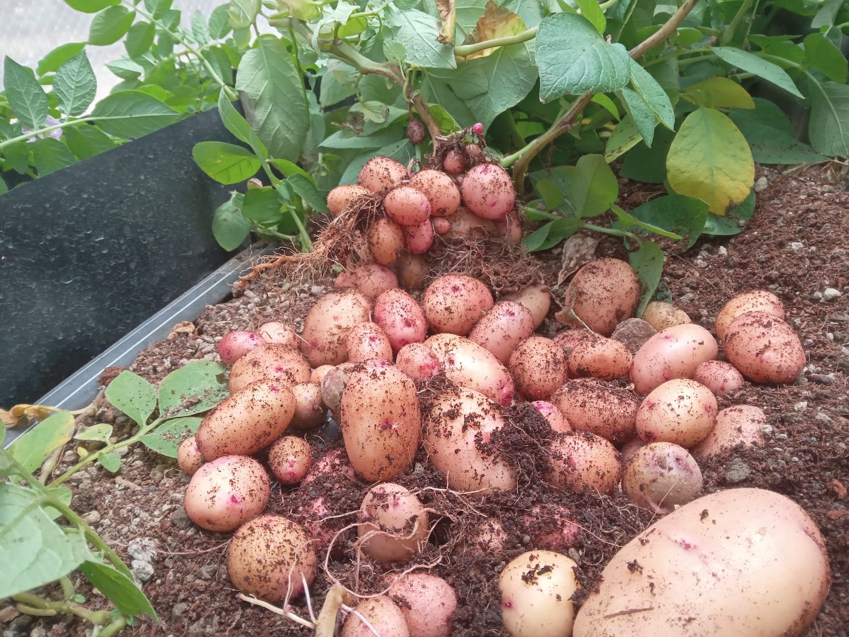 Irish Potato Value Chain